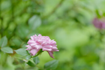 新緑と色鮮やかな薔薇の花