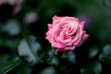 木陰のピンク色のバラ
