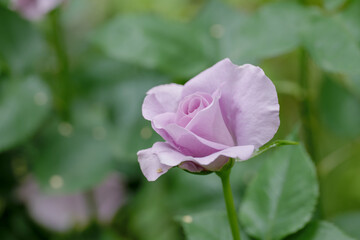 新緑と色鮮やかな薔薇の花