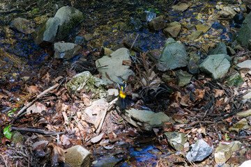 新緑の中、飛び立つ可愛いキビタキ（ヒタキ科）。
日本国東京都八王子市、八王子城跡にて。
2024年5月撮影。
A lovely little Narcissus Flycatcher, (Ficedula narcissina, family Cyanopterygidae) takes flight in the fresh greenery.
