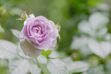 新緑と色鮮やかな薔薇の花