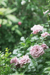 新緑と色鮮やかな薔薇の花