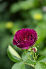 木陰のバラの花