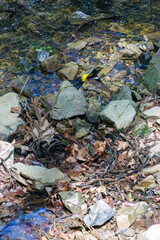 新緑の中、飛び立つ可愛いキビタキ（ヒタキ科）。
日本国東京都八王子市、八王子城跡にて。
2024年5月撮影。
A lovely little Narcissus Flycatcher, (Ficedula narcissina, family Cyanopterygidae) takes flight in the fresh greenery.
