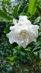 Bali Island : gardenia bloom with water in petal