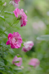 新緑と色鮮やかな薔薇の花
