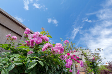 初夏の青空とピンク色のバラ