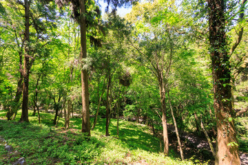 城山川上流部の林道沿いの美しい新緑の林。
日本国東京都八王子市、八王子城跡にて。
2024年5月撮影。
Beautiful fresh green forest along the forest road in the upper reaches of the Shiroyama River.
