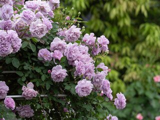 新緑と色鮮やかな薔薇の花
