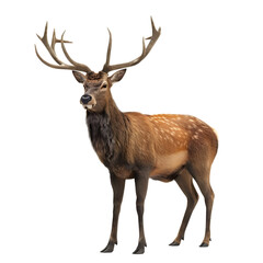 Brown deer with big horns Isolated on transparent background