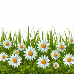 A border of daisies and green grass on a white background, copy space, background for a postcard or for a poster