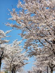 cherry flowers against blue sky. cherry blossoms in asia. spring. South Korea
