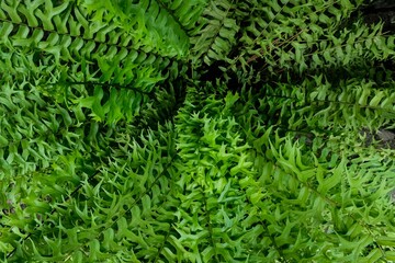 fern green leaf background pattern