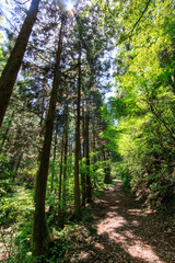 城山川上流部の林道沿いの美しい新緑の林。
日本国東京都八王子市、八王子城跡にて。
2024年5月撮影。
Beautiful fresh green forest along the forest road in the upper reaches of the Shiroyama River.
