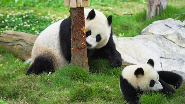 Panda mother playing with her baby on the lawn, young cub panda with parent outdoor