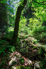 城山川の上流部。
山中に美しい渓流が流れる。
日本国東京都八王子市、八王子城跡にて。
2024年5月撮影。
The upper reaches of the Shiroyama River.
A beautiful mountain stream flows through the mountains.
