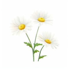Fototapeta premium daisy drawing, water color style
