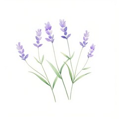 lavender drawing, water color style