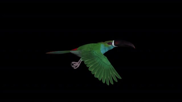 Green Aracari Amazon Toucan - South American Tropical Bird - Flying Loop - Side View Close Up - Realistic naturalistic 3D animation isolated with alpha channel on transparent background
