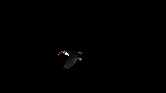 Colorful Toucan Bird  - I - White Throat Blue Eyed - Flying Around Loop - Side View MS - Alpha Channel - Realistic 3D animation of South American Amazon animal isolated on transparent background