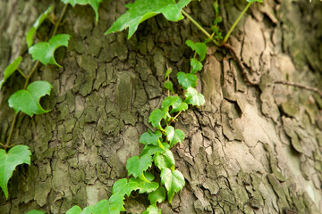 View of the ivy on the tree