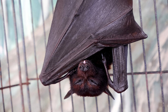sleeping Megachiroptera or Megabat in a cage. this bat is also called the fruit bat