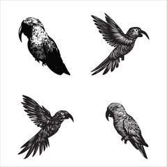 Vector silhouette of a Parrot bird with intricate body details on a White background.