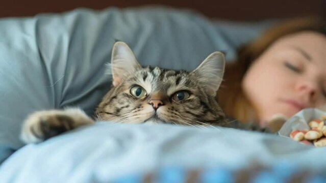 Animation, a cat is lying in bed with its owner, who is sleeping and squinting while looking out from under the blanket.