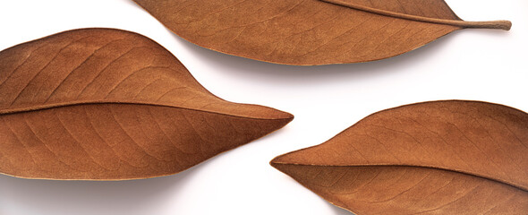 Three withered leaves in warm brown tones, laid out symmetrically against a stark white backdrop.