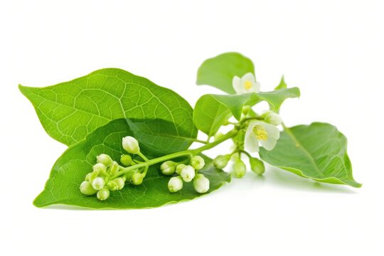 Fresh Litsea Cubeba Spice. Herbal Medicine from China with Fresh Green Leaves on White Background.