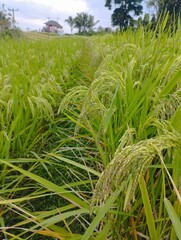Bali island : natural rice field