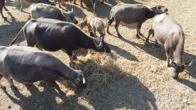 4K Footage focuses on Asian Buffalo With a group of buffalos Horns Looking Away In Wildlife.