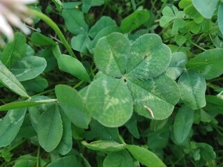 행운의 네잎클로버