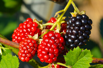 色づくヨーロッパキイチゴ