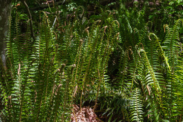 sword fern (polystichum munitum)