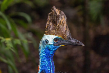 Close-up on the head of a Southern Cassowary (Casuarius casuarius) in profile, against a plain...