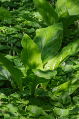 Western skunk cabbage (lysichiton americanus)