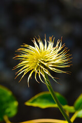 枯れたクレマチス