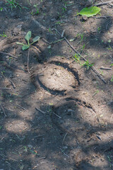 Horse prints in the mud