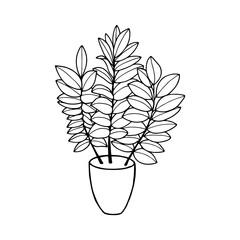 Potted plant Zamioculcas, Dollar tree. Vector stock illustration eps10. Isolate on a white background, outline hand drawing. Adobe Illustrator Artwork