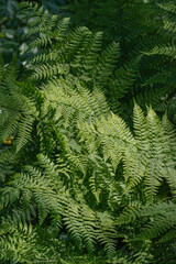 Bracken Fern (Pteridium aquilinum)