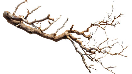 Obraz premium Dry twisted jungle branch isolated 