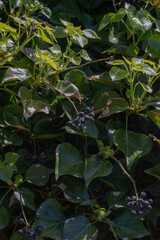 English Ivy (Hedera helix)