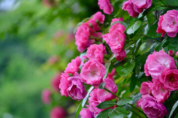 つるバラの生垣