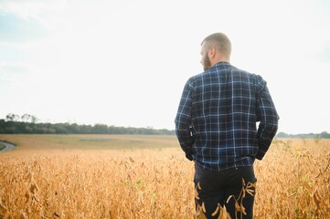 armer inspects soybeans before harvesting. The concept of agricultural industry