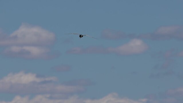 Cambio de direcci&oacute;n en vuelo de fumarel cariblanco, Chlidonias hybridus, en el parque natural El Hondo, Espa&ntilde;a