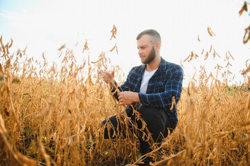 armer inspects soybeans before harvesting. The concept of agricultural industry