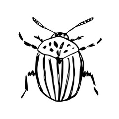 Colorado beetle, potato pest. Insect parasite. Simple black outline vector drawing. Sketch in ink.