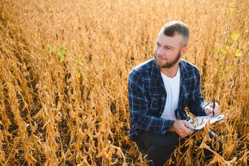 armer inspects soybeans before harvesting. The concept of agricultural industry