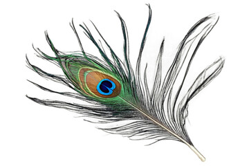 Obraz premium colorful feather of peacock